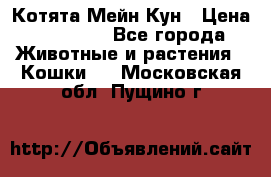 Котята Мейн Кун › Цена ­ 15 000 - Все города Животные и растения » Кошки   . Московская обл.,Пущино г.